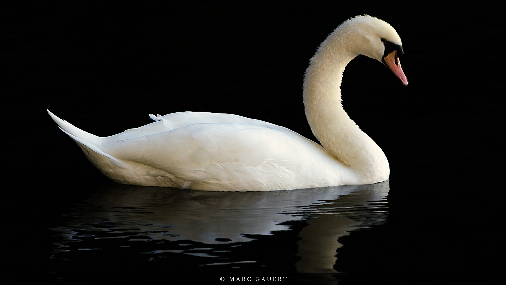 Höckerschwan an der Listertalsperre