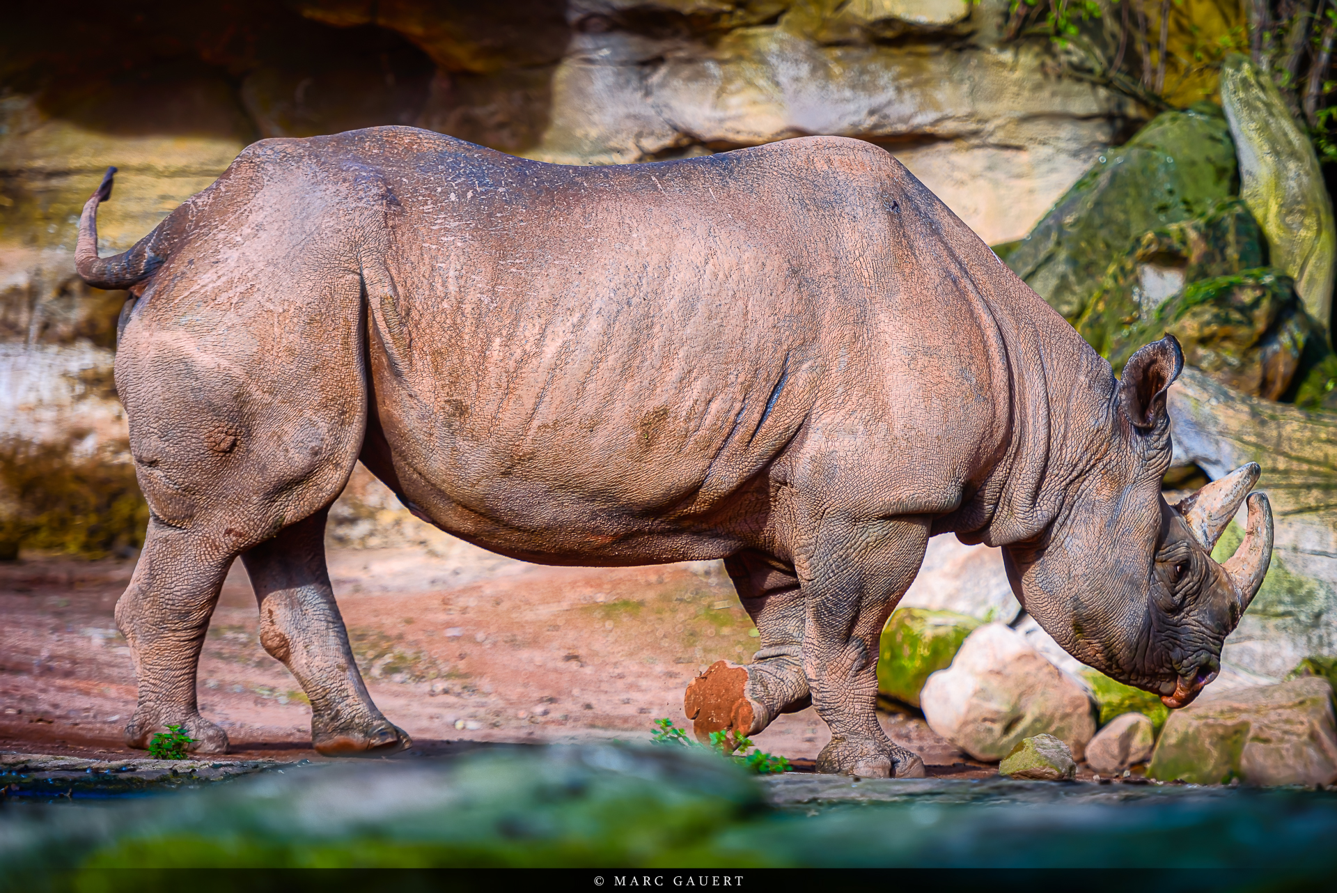 Nashorn im Zoo Hannover